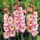 Gladiolus S.priscilla Glayör Çiçeği Soğanı (2 Adet)