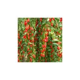 Goji Berry Fidanı 10-20 Cm