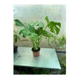 GoldLotus Deve Tabanı - Monstera Deliciosa - 60-80 Cm Boyunda Özel Kutulu