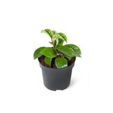 Greenifolia Hoya Carnosa (mum Çiçeği)
