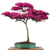 Gül Bonsai Ağacı - Kanvas Tablo