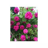 Gül Fidanı Pembe 10-20 Cm