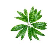 Güleç Yapay Çiçek Yapay Çiçek Kılıç Yaprak Aglaonema Bitkisi - Kahverengi - Yeşil