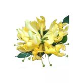 Hanımeli Fidanı Fidesi 10-20 Cm