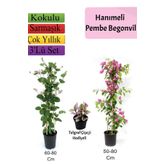 Hanımeli+ Pembe Begonvil+ Telgraf Çiçeği Hediyeli