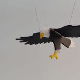Hareketli Kuş Oyuncak