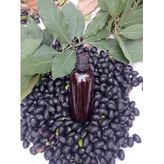Hatay Defne Yağı El Yapımı 100 Ml
