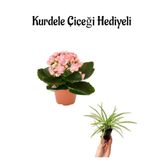Hediyelik Açık Pembe Renk Kalanşo(Kalanchoe) Çiçeği Öğretmenler Gününe Özel Kurdele Çiçeği Hediyeli, BTS001NA2234