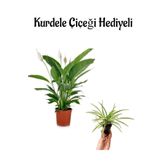 Hediyelik Zarif Beyaz Renk Barış Çiçeği Sevgililer Gününe Özel Kurdele Çiçeği Hediyeli, SRD30012025BYB369