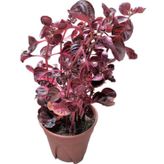 Herbstii Çingene Şalvarı Bitkisi Çiçeği Fidanı 10-20 Cm