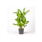 Herdekora Saksıda Yapay Bitki, Rohdea Japonica, Gerçek Dokulu, Yeşil-Beyaz - 32 Yaprak, 70 cm