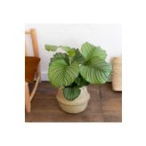 Hilal Garden Calathea Orbifolia Dua Çiçeği