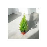 Home Canlı Limon Selvi Çam Ağacı 50 Cm