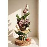 Home Mine Garden Ankara Calathea Makoyana (Dua çiçeği)