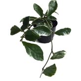 Hoya Carnosa 'Variegata' (Mum Çiçeği)