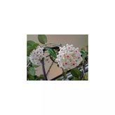 Hoya Cv. Mathilda Kokulu Mum Çiçeği 10 - 20 Cm