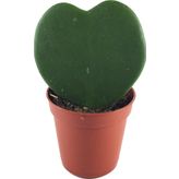 Hoya Kerrii (Mum Çiçeği)