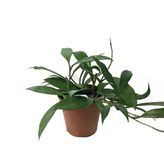 Hoya Pubicalyx (Mum Çiçeği)