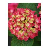 Hydrangea Macrophylla Ebruli Ortanca Fidanı 10-20 Cm