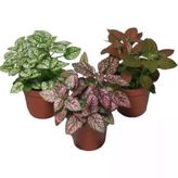 Hypoestes Hostes Çiçeği Fidanı 10-20 Cm
