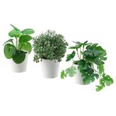 IKEA FEJKA Yapay Bitki Kaktüs 6 cm