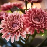 IKEA FEJKA yapay bitki pembe - 20631210