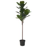 IKEA FEJKA yapay bitki yeşil - 80568890
