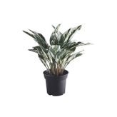 Ikea FejkaYapay Bitki, Yeşil, 15 Cm, Dua Çiçeği