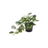 Ikea FejkaYapay Bitki, Yeşil, 9 Cm