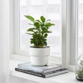 Ikea Förenlıg 12 Cm Dekoratif Beyaz Saksı