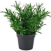 IKEA Modern Yeşil Yapay Bitki 9 cm - Dekoratif Ev Bahçe Ofis Süs Bitki - Gerçekçi Doğal Görünüm - Bakım Gerektirmez
