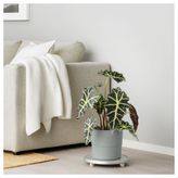 IKEA NYPON plastik saksı gri - 30395627