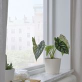 IKEA SOJABÖNA toprak saksı beyaz - 00533588