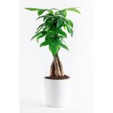 İklim Flowers Pachira Bitkisi