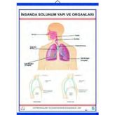 İNSANDA SOLUNUM VE YAPI ORGANLARI