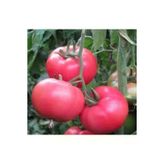 Iri Pembe Domatesi 20 Adet Tohum