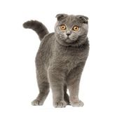 İskoç Fold kedi araba Sticker etiket Yapıştırma 18CM