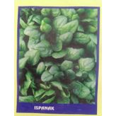 Ispanak Sebze Tohumu 50 Gr