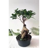 Ithal Bonsai Ficus Ginseng 1000gr Gövde