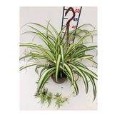 İthal Çiçekçilik Kurdele Çiçeği Sarkan Çiçek Oksijen Kaynağı 10-20 cm