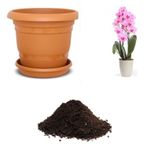 İthal Pembe Orkide Tohumu Ekim Seti