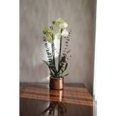 İthal Premium Lime Limon Üç Dallı Canlı Orkide (72cm)
