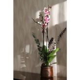 İthal Premium Wild Cat Benekli 2 Dallı Canlı Orkide (89cm)