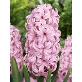 İthal Sümbül Soğanı - Pembe - Hyacinth Pink