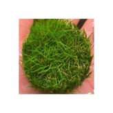 İthâl Bitki Mini Parvula In Vitro Cup Canlı Bitki