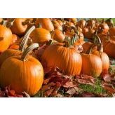 Jack Süs Kabağı * (Jack O Lantern)