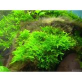 Java Moss Akvaryum Bitkisi 5x5 Paslanmaz Tele Sarılı 10'lu Paket