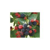 Jumbo Böğürtlen Fidanı 10-20 Cm