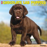 Just Chocolate Lab Puppies 2023 Duvar Takvimi