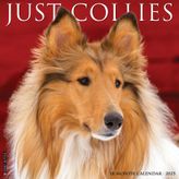 Just Collies 2025 12 X 12 Duvar Takvimi